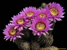 Echinocereus reichenbachii v. caespitosus 910